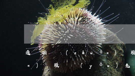 通過拍賣轉(zhuǎn)讓股權(quán)時，股東優(yōu)先購買權(quán)如何行使？